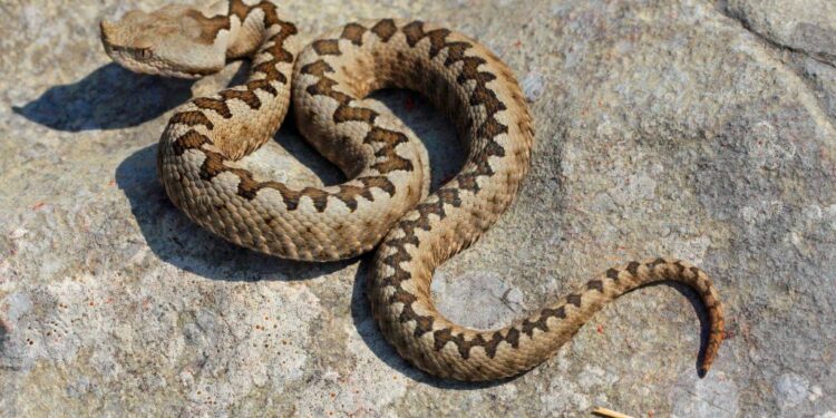Vipere, ben tre specie in Fvg. Anche nella stessa tana