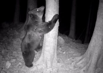 Cambia il clima e gli orsi cambiano abitudini. Anche alimentari