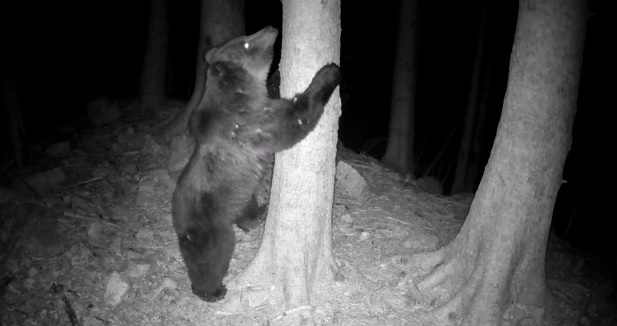 Cambia il clima e gli orsi cambiano abitudini. Anche alimentari