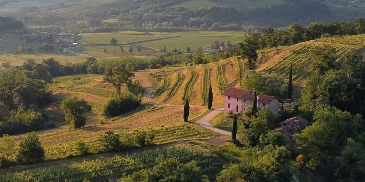 “Un giro in vigna” con il Fai a Corno di Rosazzo