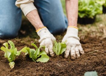 Carenza di stagionali in agricoltura. Combattere lo sfruttamento
