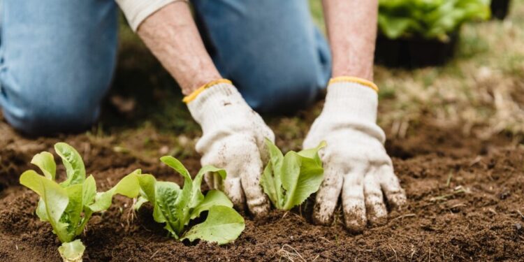 Carenza di stagionali in agricoltura. Combattere lo sfruttamento