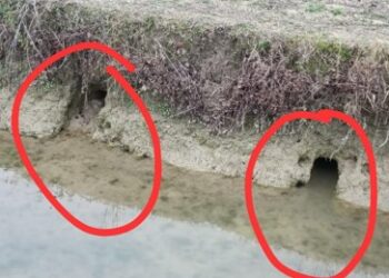 Flagello nutrie nella Bassa. Coldiretti: «Urgono decisioni»