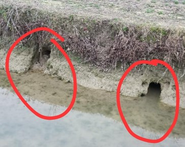 Flagello nutrie nella Bassa. Coldiretti: «Urgono decisioni»