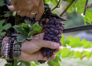 Uve, più 10%. E la qualità è buona