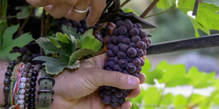 Uve, più 10%. E la qualità è buona