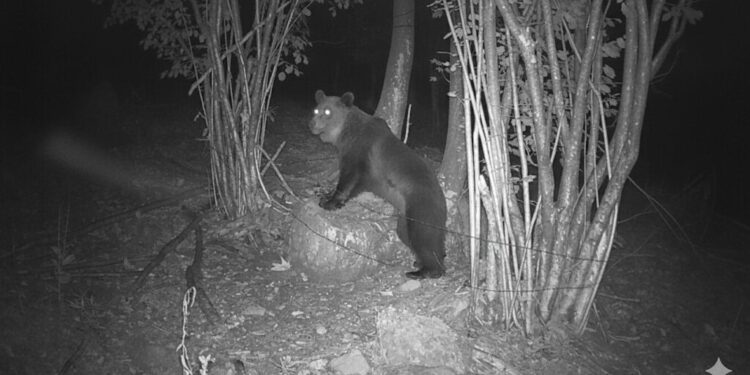 L’esperto: «Sui monti del Friuli dai 5 agli 8 orsi. Giovani e curiosi»