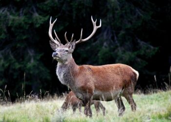Uccidono un cervo, la Forestale denuncia due giovani bracconieri