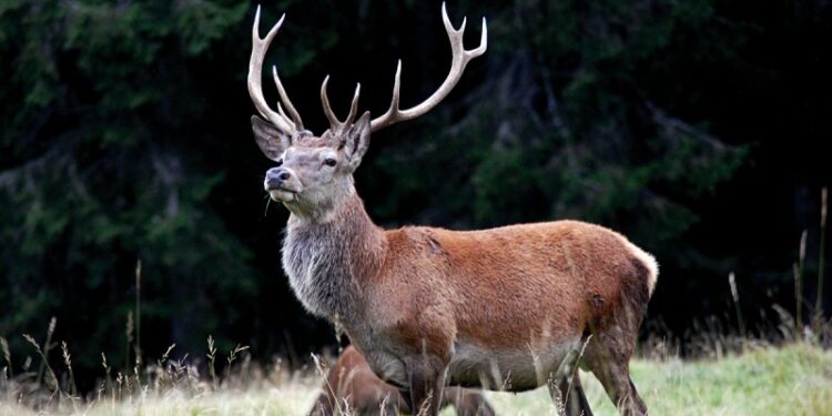 Uccidono un cervo, la Forestale denuncia due giovani bracconieri