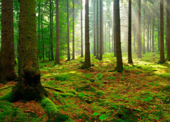 Crediti di carbonio, Cafc acquista dal Comune di Rigolato l’equivalente di 6mila tonnellate di Co2