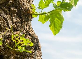 Medio Friuli. “Tal Borc”, il festival di paese che celebra i 30 anni del Progetto integrato cultura