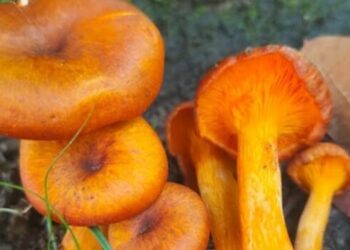 Funghi, aumentano le intossicazioni. Colpa di app e siti web inaffidabili