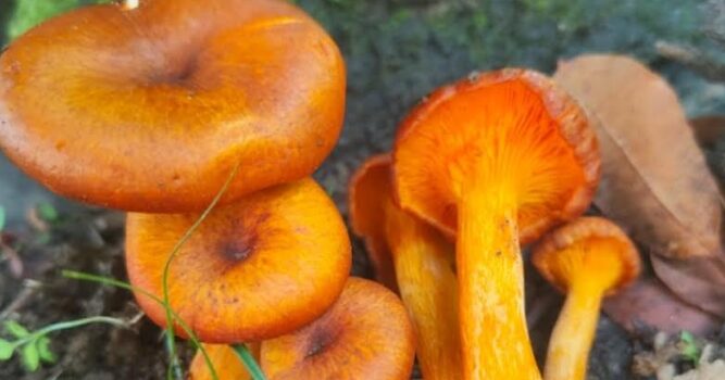 Funghi, aumentano le intossicazioni. Colpa di app e siti web inaffidabili