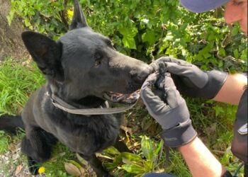 Udine. Grazie al fiuto di Galant, sequestrato in città oltre 1kg di hashish