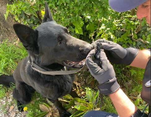 Udine. Grazie al fiuto di Galant, sequestrato in città oltre 1kg di hashish