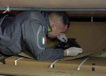 Tarvisio, sequestrate alla frontiera 15 tonnellate di tabacco per un valore di 3,7 milioni di euro