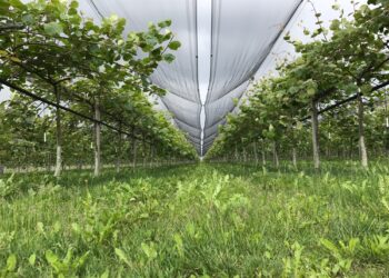 Agricoltura. Il meteo fa calare il raccolto in Friuli-V.G.