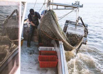 Vongole, dal Parlamento Ue deroga alla pesca
