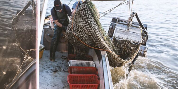 Vongole, dal Parlamento Ue deroga alla pesca