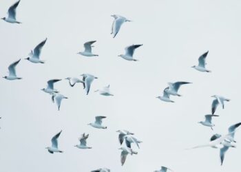 Aviaria tra gli uccelli migratori a Grado e Trieste. Asl: serve prudenza