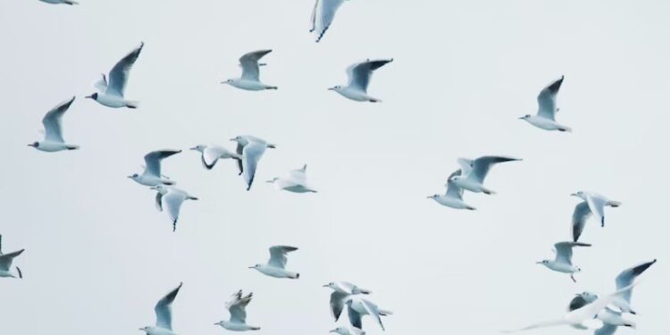 Aviaria tra gli uccelli migratori a Grado e Trieste. Asl: serve prudenza