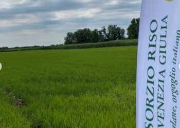 Mortegliano. Gustoso e cremoso, presentato il “Riso del Friuli”