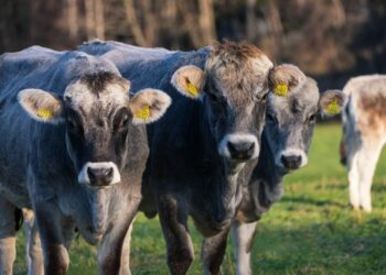 Invasione di latte crudo a metà prezzo