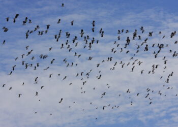 È il tempo degli amori. La natura si risveglia