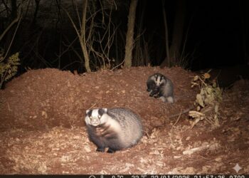 È il tempo degli amori. La natura si risveglia