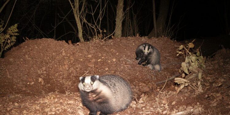È il tempo degli amori. La natura si risveglia