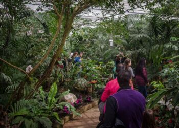 Bordano. La Casa delle Farfalle ha riaperto le sue serre