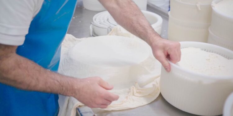 Nasce la cooperativa Latterie sociali riunite del Medio Friuli