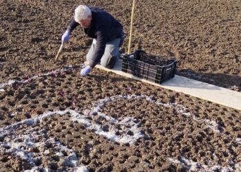 Roveredo di Varmo. Piantati 40 mila bulbi di tulipani. E coi giacinti sarà omaggio al Friuli