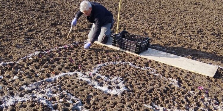 Roveredo di Varmo. Piantati 40 mila bulbi di tulipani. E coi giacinti sarà omaggio al Friuli