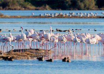 Grado. In bici in riva al mare, la meraviglia dei fenicotteri