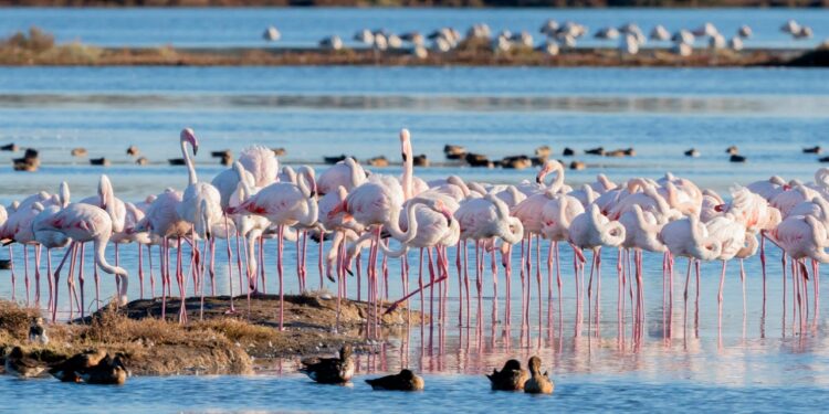 Grado. In bici in riva al mare, la meraviglia dei fenicotteri