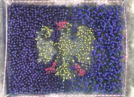 Roveredo di Varmo. Inaugurato il Giardino di tulipani di Denis. Tra i fiori, “sboccia” la bandiera del Friuli