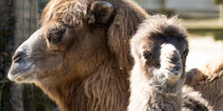 Lignano. Al Parco Zoo Punta Verde arrivate Linta e Ikopa, due femmine di lemuri e una cucciola di cammello