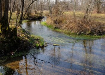 Bertiolo. 10mila passi di salute, nuovo percorso “biotopo Roggia Ribosa”