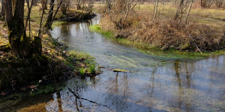 Bertiolo. 10mila passi di salute, nuovo percorso “biotopo Roggia Ribosa”
