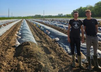 Asparagi, la stagione si annuncia ottima