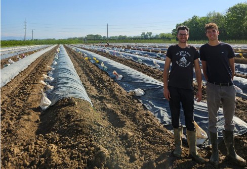 Asparagi, la stagione si annuncia ottima