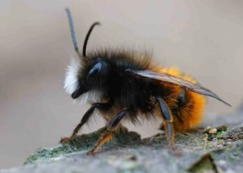 Api mellifere e selvatiche, bene prezioso sempre più a rischio