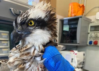 Dalla Lituania al Friuli, raro falco pescatore ferito in cura a Udine