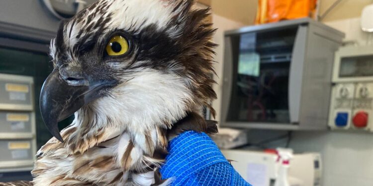 Dalla Lituania al Friuli, raro falco pescatore ferito in cura a Udine