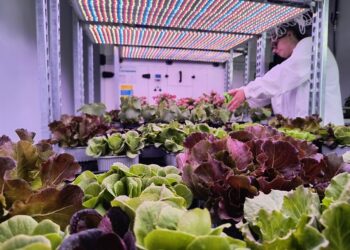 Cambiamento climatico. L’Università studia il futuro delle piante