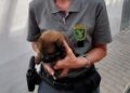 Malnutriti e deperiti, sequestrati 10 cani in un’abitazione a Trasaghis