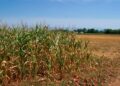 «Crisi idrica straordinaria», cereali a rischio azzeramento