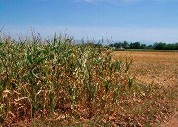 «Crisi idrica straordinaria», cereali a rischio azzeramento