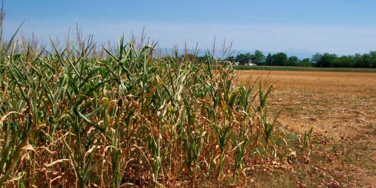 «Crisi idrica straordinaria», cereali a rischio azzeramento